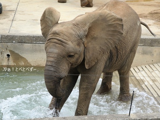 日本で唯一血縁関係のあるアフリカゾウの親子が暮らす愛媛とべ動物園