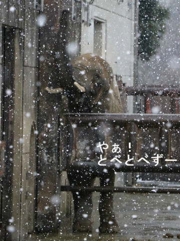 雪の中のアフリカゾウ：愛媛県立とべ動物園