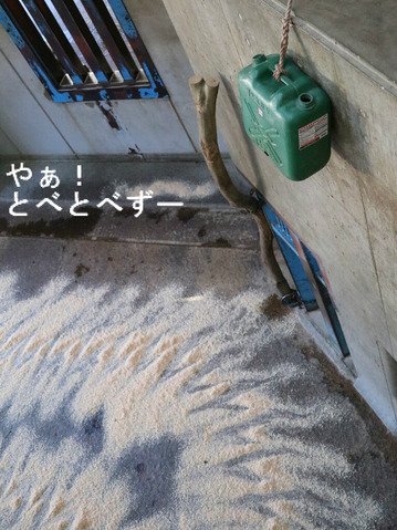 とべ動物園アフリカゾウ:環境(採食)エンリッチメント