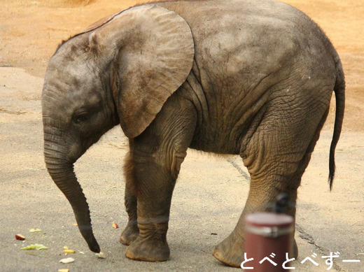 アフリカゾウの赤ちゃん。すくすく成長中