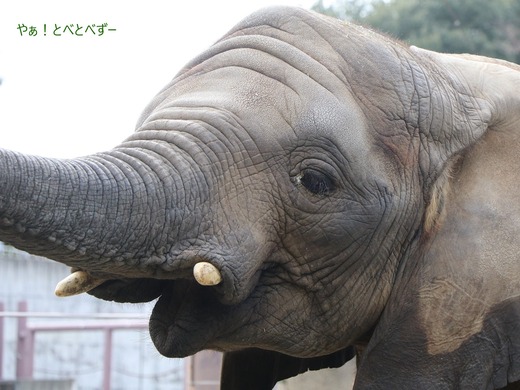 とべ動物園アフリカゾウのブログ：やぁ！とべとべずー