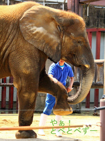 とべ動物園アフリカゾウの