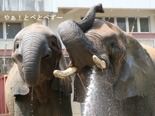 日本で唯一血縁関係のあるアフリカゾウの親子が暮らす愛媛とべ動物園