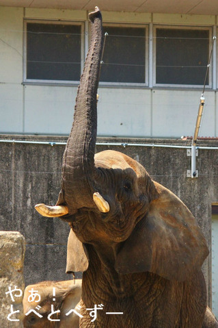 とべ動物園アフリカゾウ：リカさん（メス、29歳）