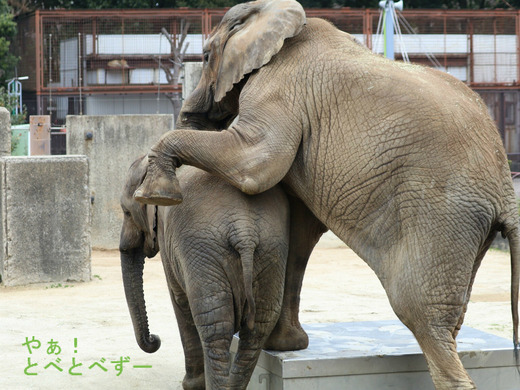 とべ動物園アフリカゾウ:媛ちゃん(メス、13歳)