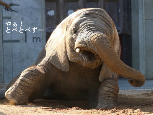 とべ動物園アフリカゾウ：砥愛ちゃん