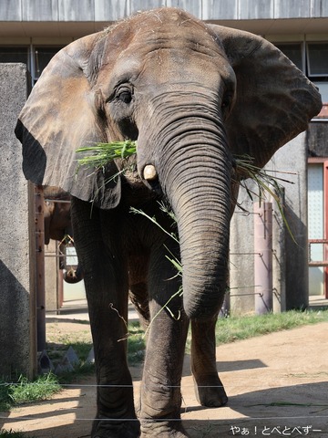 とべ動物園アフリカゾウ：アフ、リカ、媛、砥夢、砥愛