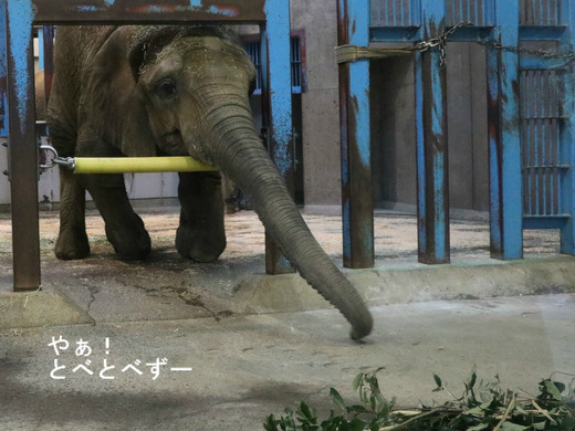とべ動物園アフリカゾウのブログ:やぁ!とべとべずー
