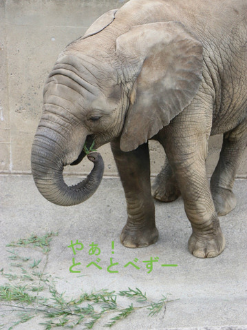日本で唯一アフリカゾウの子象が見られる愛媛県立とべ動物園