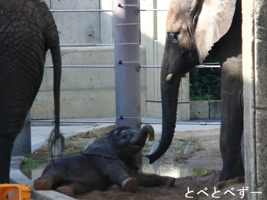 アフリカゾウの赤ちゃんの名前は砥愛（とあ）ちゃん