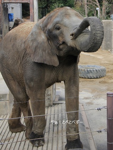 とべ動物園アフリカゾウ：媛ちゃん（メス、14歳）