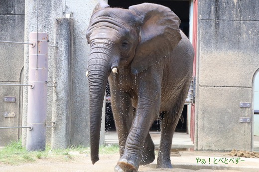 とべ動物園アフリカゾウのブログ:やぁ!とべとべずー