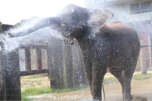 とべ動物園ブログ:やぁ!とべとべずー