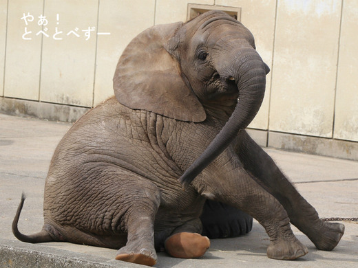 とべ動物園アフリカゾウのブログ：やぁ！とべとべずー