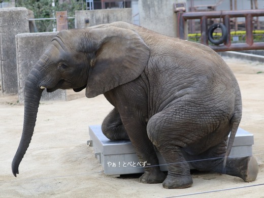 とべ動物園アフリカゾウ:砥愛ちゃん(メス、7歳)