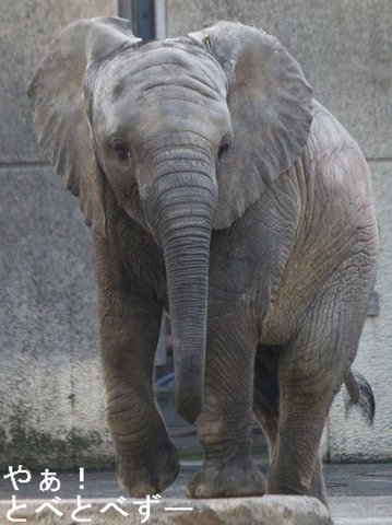 とべ動物園アフリカゾウの姉妹：媛ちゃん（姉）、砥愛ちゃん（妹）