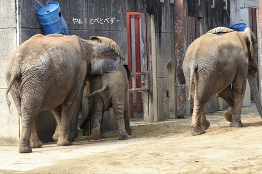 アフリカゾウ、アジアゾウ大好きブログ:やぁ!とべとべずー
