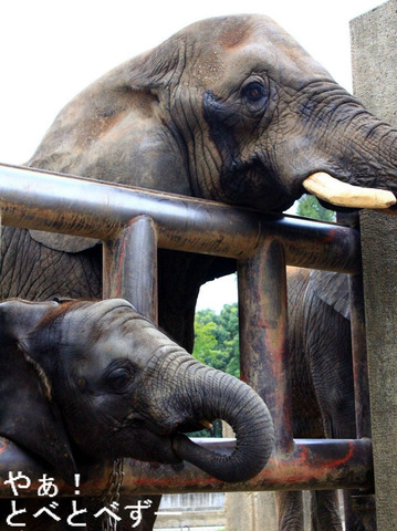 アフリカゾウの赤ちゃんの砥愛ちゃんとお母さん象のリカさん