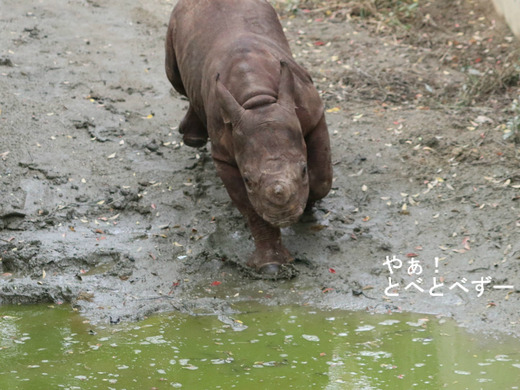 ヒガシクロサイの赤ちゃんの名前が決まりました!「フー」くんです