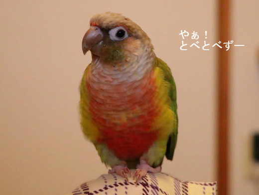 ウロコインコ（パイナップル）の『もみじ』さん