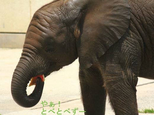 とべ動物園ブログ:アフリカゾウ、白くまピース、柑太郎
