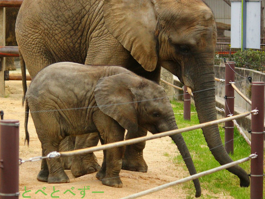 とべ動物園アフリカゾウの姉妹：媛ちゃん、砥愛ちゃん