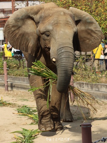 とべ動物園アフリカゾウ:媛ちゃん(メス、16歳)