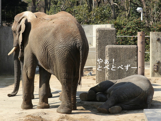とべ動物園アフリカゾウのブログ:やぁ!とべとべずー