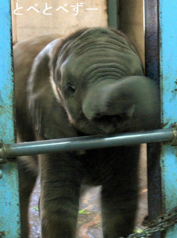 とべ動物園エサやりイベントに参加した