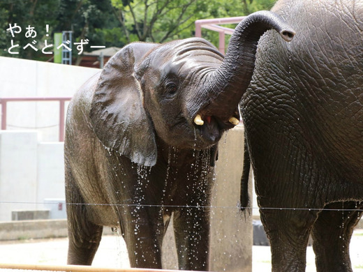 とべ動物園アフリカゾウ:子象の砥愛ちゃん(メス、4歳)