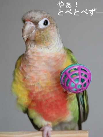 ウロコインコ（パイナップル）の『もみじ』さん