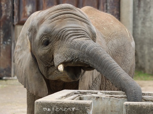 アフリカゾウ写真家：矢野賢一（やぁ！とべとべずー）