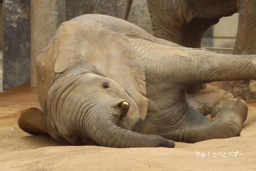 とべ動物園アフリカゾウ：砥愛ちゃん（メス、８歳）