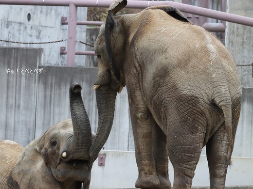 アフリカゾウ、アジアゾウ大好きブログ:やぁ!とべとべずー