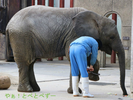 アンクレットの装着をする子象の砥愛ちゃん