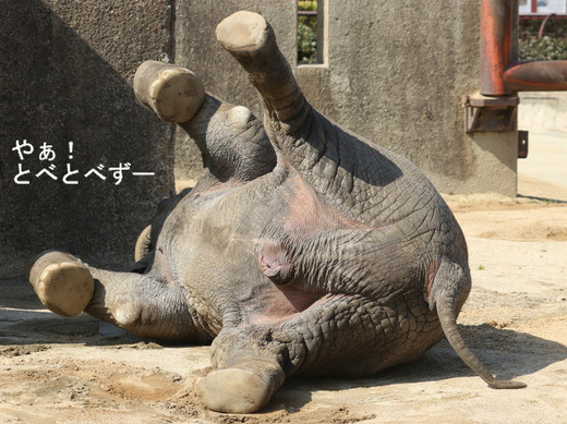 アフリカゾウのお腹