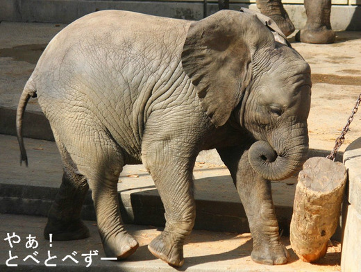 とべ動物園アフリカゾウのブログ：やあ！とべとべずー