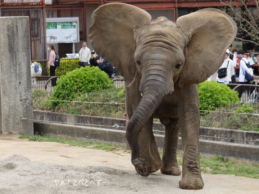 日本で唯一アフリカゾウの子象が見らえる愛媛とべ動物園