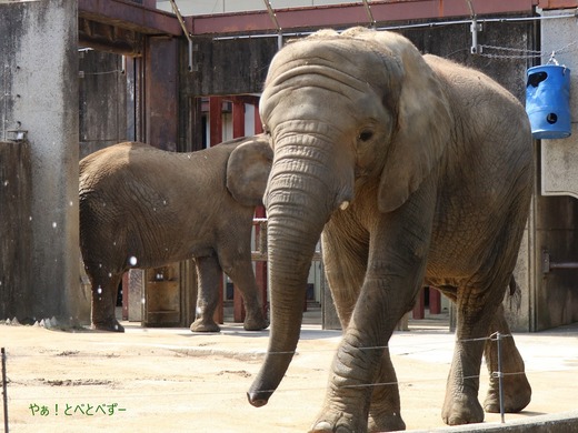 日本で最年少のアフリカゾウの子ゾウの砥愛:愛媛とべ動物園県立