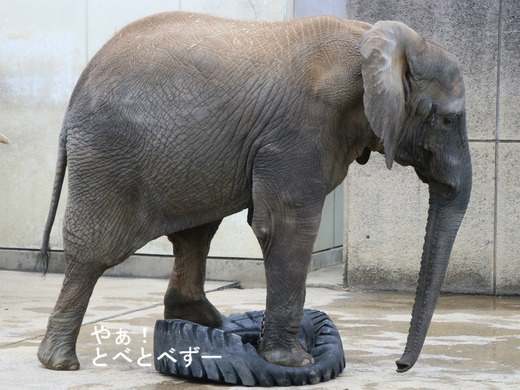 アフリカゾウ、アジアゾウ大好きブログ:やぁ!とべとべずー