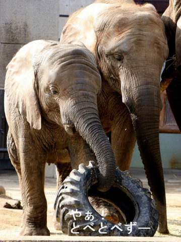 とべ動物園アフリカゾウの仲良し姉妹：媛ちゃん、砥愛ちゃん