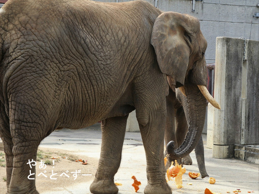 アフリカゾウの写真満載のブログ:やぁ!とべとべずー