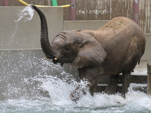 プールで遊ぶアフリカゾウの子象の砥愛ちゃん：愛媛県立とべ動物園