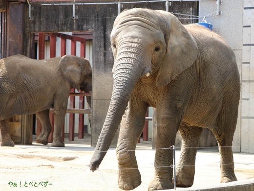 とべ動物園アフリカゾウのブログ:やぁ!とべとべずー