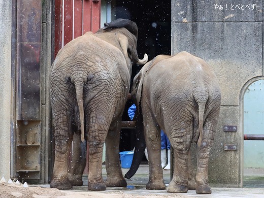 とべ動物園ブログ:リカ、サクラ、リリ花、ミミ、杏子
