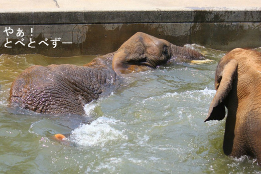 とべ動物園ブログ:アフリカゾウ、白くまピース、柑太郎