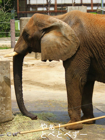 アフくんが亡くなってから1週間後のとべ動物園リカさんの様子