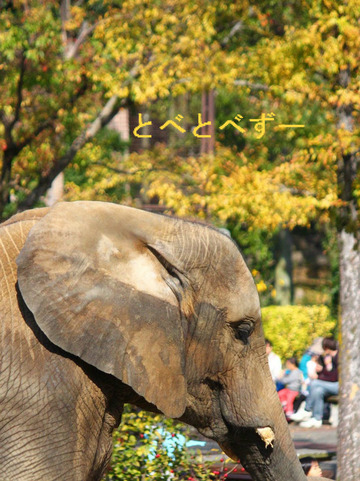 紅葉のとべ動物園アフリカゾウ舎
