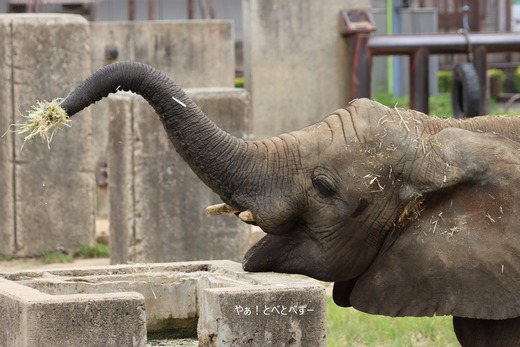 日本で唯一血縁関係のあるアフリカゾウの親子が暮らす愛媛とべ動物園