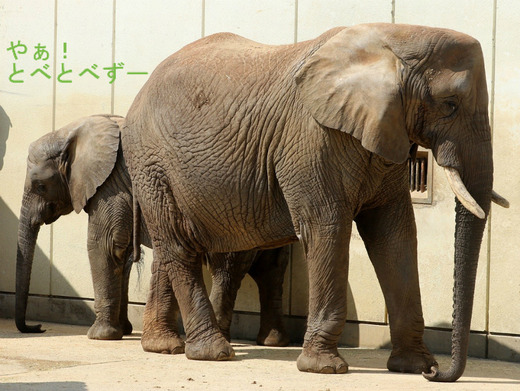 とべ動物園アフリカゾウの親子：リカ母さんと砥愛